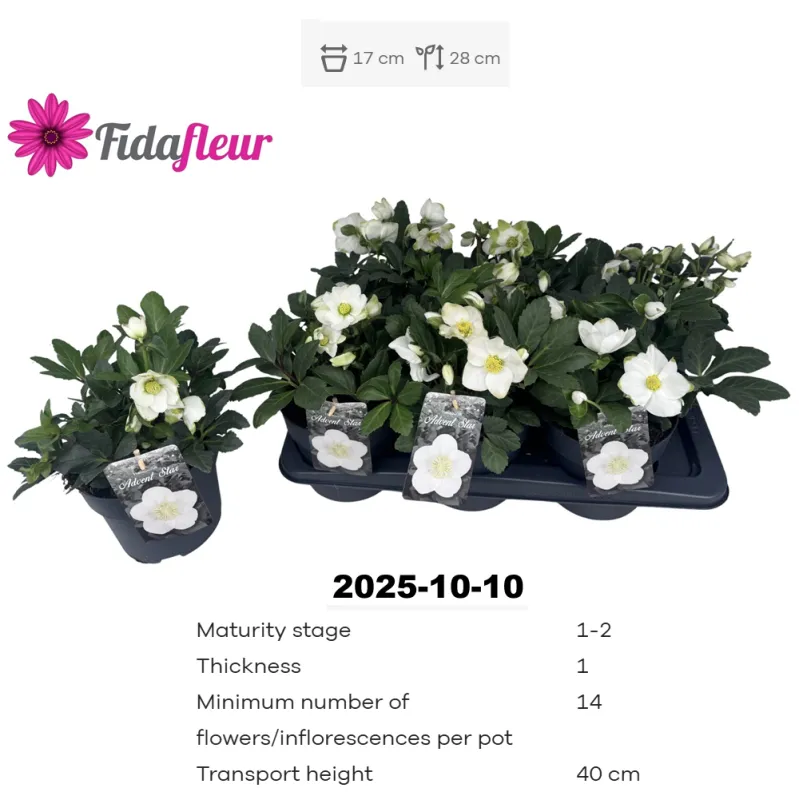 Helleborus niger 'Advent Star'