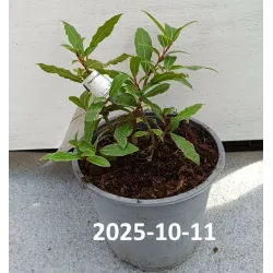 Kilnusis lauramedis su pristatymu į namus