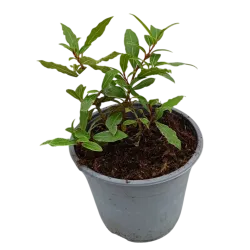 Kilnusis lauramedis su pristatymu į namus