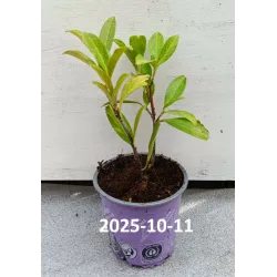 Užsisakyk augalus pavasariui jau dabar