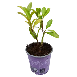 Užsisakyk augalus pavasariui jau dabar