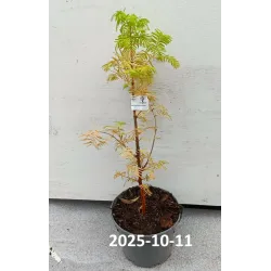 Metasekvoja - Metasequoia glyptostroboides