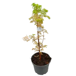 Metasekvoja - Metasequoia glyptostroboides