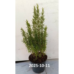 Rosmarinus officinalis