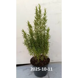 Rosmarinus officinalis