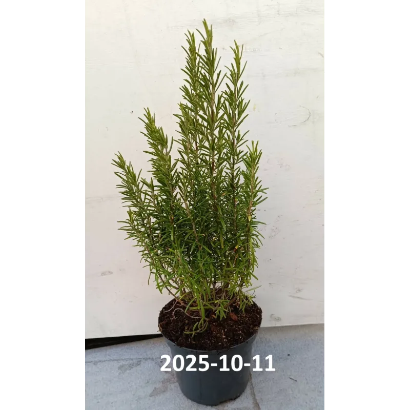 Vaistinis rozmarinas - Rosmarinus officinalis