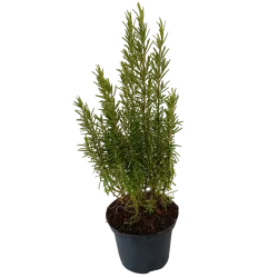 Rosmarinus officinalis