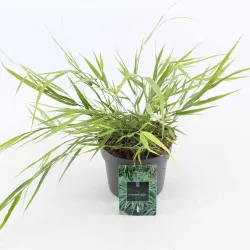 Didžioji hakonė - Hakonechloa macra GREENHILLS