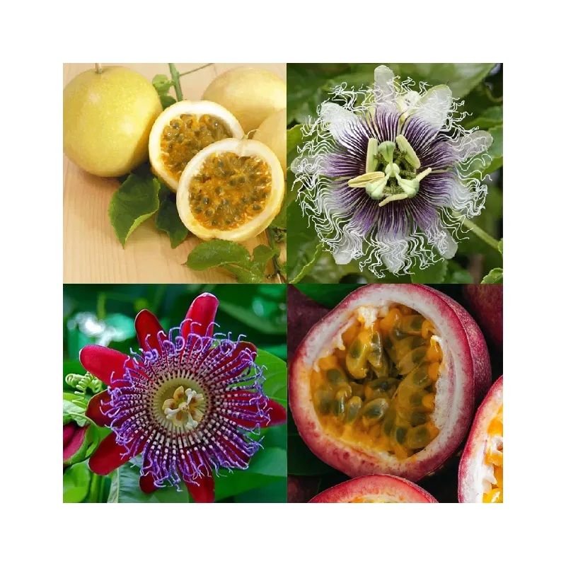 Passiflora edulis flavicarpa AMARILLA