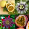 Passiflora edulis flavicarpa AMARILLA