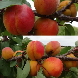 Prunus armeniaca RITAUSMA