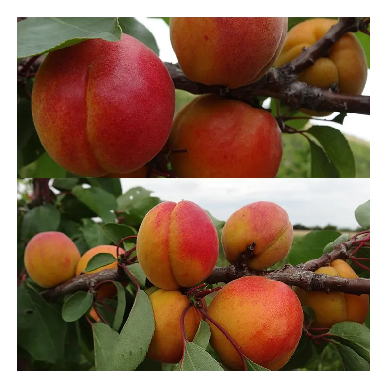 Prunus armeniaca RITAUSMA