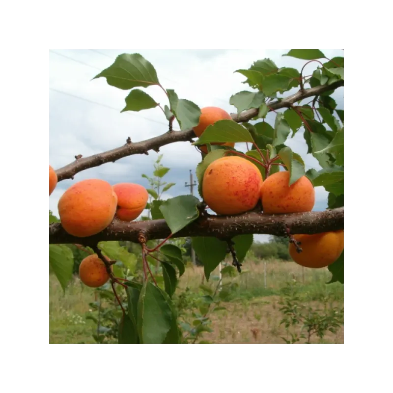 Prunus armeniaca DAIGA