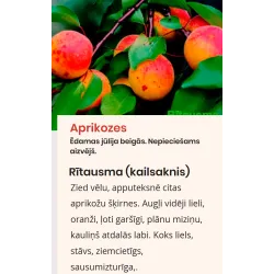 Prunus armeniaca RITAUSMA