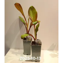 Retų ir egzotinių augalų prekyba internetu ir pristatymas į namus