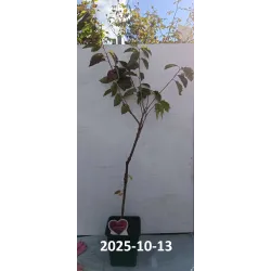 Trešnė - Prunus avium BIGARREAU NAPOLEON