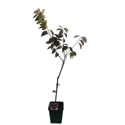 Trešnė - Prunus avium BIGARREAU NAPOLEON