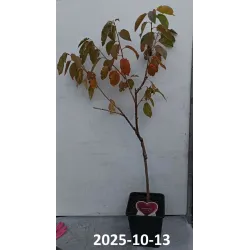 Trešnė - Prunus avium BIGARREAU BURLAT