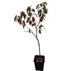 Trešnė - Prunus avium BIGARREAU BURLAT