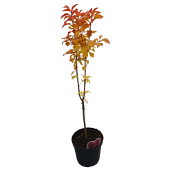 Sweet cherry - Prunus avium (patio) MORELLO