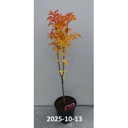 Vyšnia (nykštukinė) - Prunus cerasus (patio) MORELLO