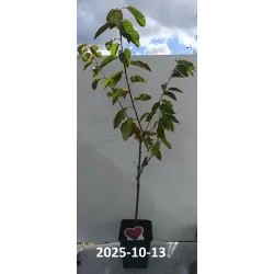 Trešnė - Prunus avium KORDIA