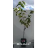 Trešnė - Prunus avium KORDIA
