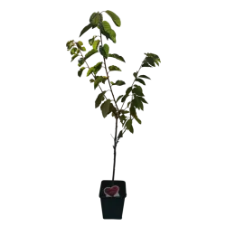 Trešnė - Prunus avium KORDIA