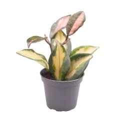 Hoya Carnosa Tricolor 6Ø X6