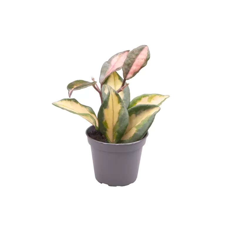 Hoya Carnosa Tricolor 6Ø X6
