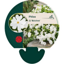 Phlox subulata MAISCHNEE
