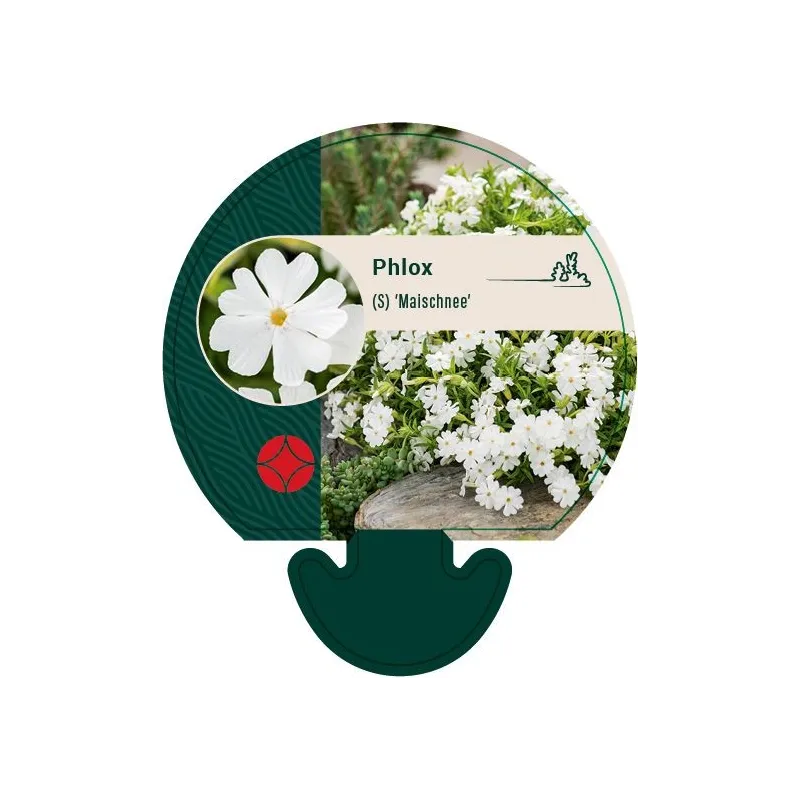 Phlox subulata MAISCHNEE