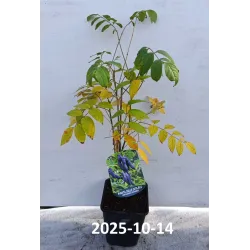 Kininė dekaisnėja - Decaisnea fargesii