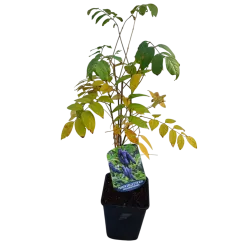 Kininė dekaisnėja - Decaisnea fargesii