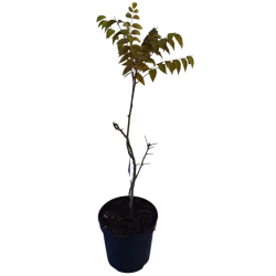 Kininė dekaisnėja - Decaisnea fargesii