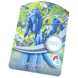 Kininė dekaisnėja - Decaisnea fargesii