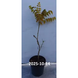 Kininė dekaisnėja - Decaisnea fargesii