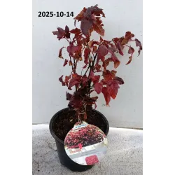 copy of Putinalapis pūslenis - Physocarpus opulifolius Little Angel 2METAI (dauginta auginiais) 0/1/1 P9/C0.5L vazone