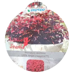 copy of Putinalapis pūslenis - Physocarpus opulifolius Little Angel 2METAI (dauginta auginiais) 0/1/1 P9/C0.5L vazone