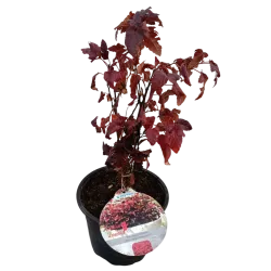 copy of Putinalapis pūslenis - Physocarpus opulifolius Little Angel 2METAI (dauginta auginiais) 0/1/1 P9/C0.5L vazone