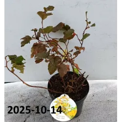 Physocarpus opulifolius Little Angel 2YEARS 0/1/1 P9/C0.5L