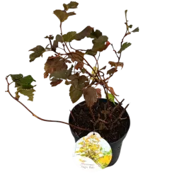 Physocarpus opulifolius Little Angel 2YEARS 0/1/1 P9/C0.5L