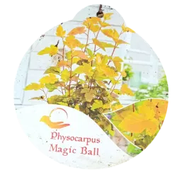 Physocarpus opulifolius Little Angel 2YEARS 0/1/1 P9/C0.5L