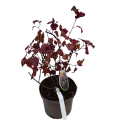 Physocarpus opulifolius DIABOLO