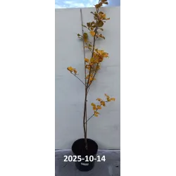 Miltingasis šermukšnis su pristatymu