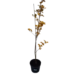 Miltingasis šermukšnis - Sorbus aria