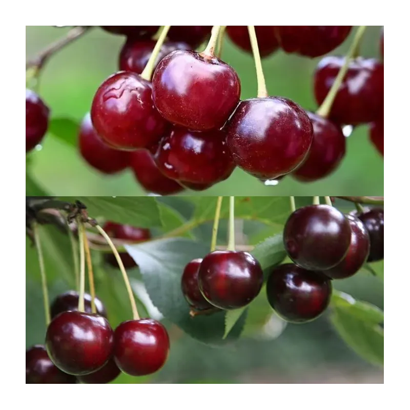 Prunus DUO: Sunburst + Rheinische Schattenmorelle