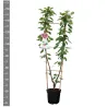 Prunus DUO: Sunburst + Rheinische Schattenmorelle
