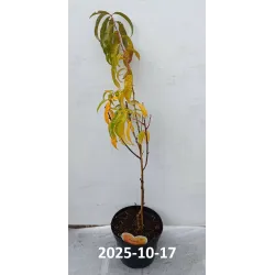 Persikai ir nektarinai internetu su pristatymu į namus