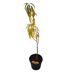 Persikai ir nektarinai internetu su pristatymu į namus